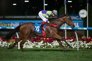 I Am A Star (NZ) Delivers Again in Sunline Stakes. Photo: Equine Images.